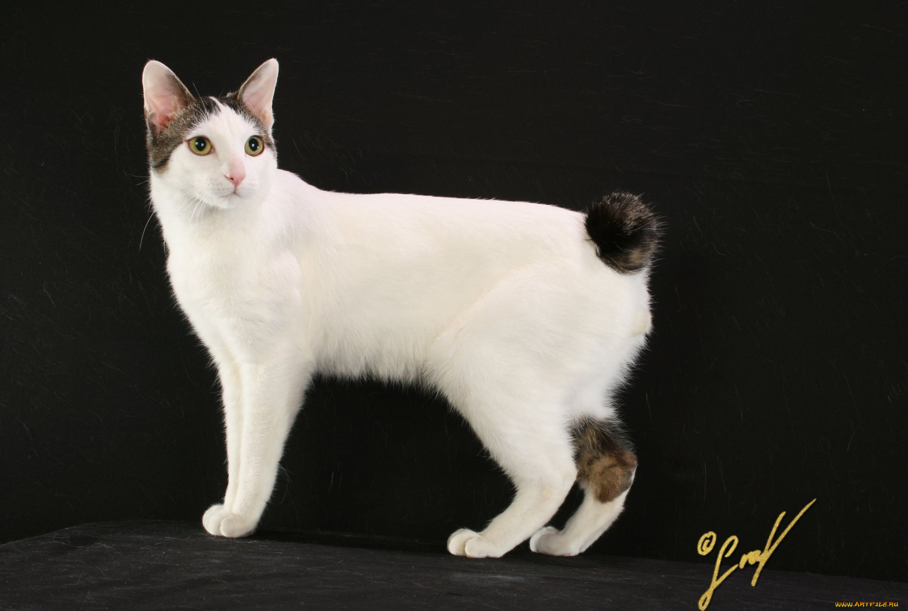 , , cat